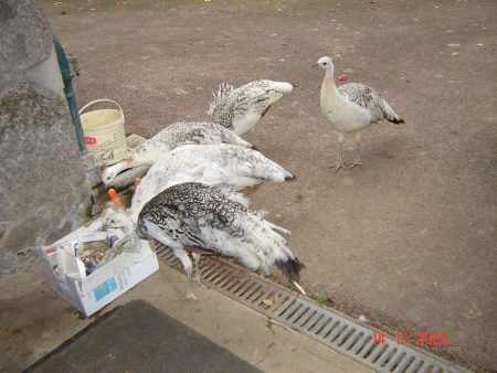 Paon nigripène – Autre animal à vendre à St.andré En Morvan (58)