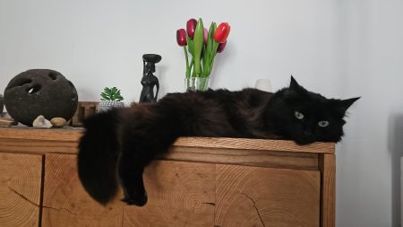 Recherche une nouvelle famille pour ma ch – Chat / Chaton à donner à Gignac (34)