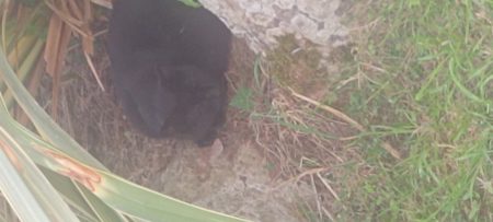 Sauvetage chat noir queue courte – Chat / Chaton à donner à Bretignolles Sur Mer (85)