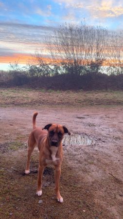 Sky, Malinois croisé Boxer, 3 ans – Chien / Chiot à donner à Begard (22)