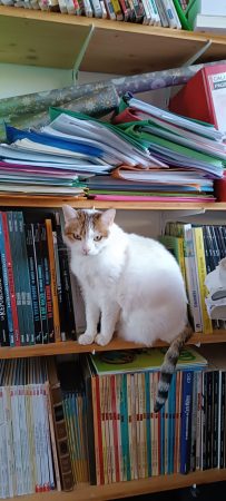 Suite à décès donne chatte neuf ans un peu sauvage mais affectueuse – Chat / Chaton à donner à Joch (66)