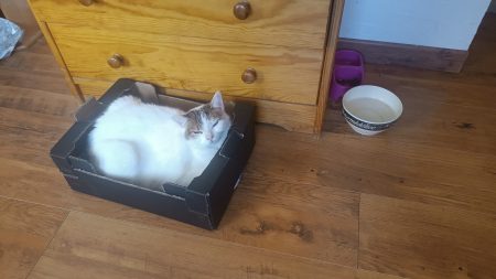 Suite à décès donne chatte neuf ans un peu sauvage mais affectueuse – Chat / Chaton à donner à Joch (66) (photo 2)