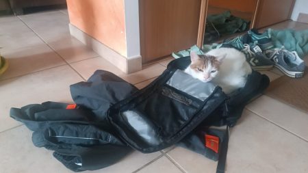 Suite à décès donne chatte neuf ans un peu sauvage mais affectueuse – Chat / Chaton à donner à Joch (66) (photo 3)