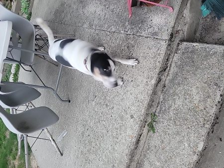 Urgent pour mon loulou – Chien / Chiot à donner à Mareuil Sur Ourcq (60) (photo 2)