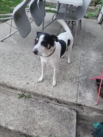 Urgent pour mon loulou – Chien / Chiot à donner à Mareuil Sur Ourcq (60) (photo 3)