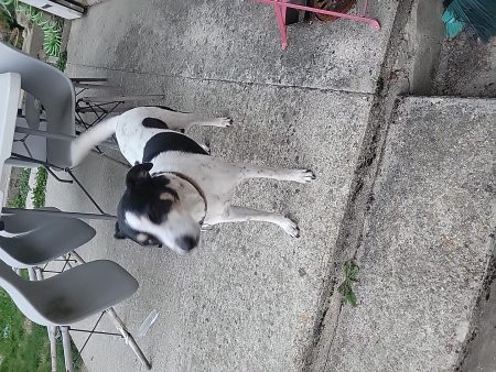 Urgent pour mon loulou – Chien / Chiot à donner à Mareuil Sur Ourcq (60)