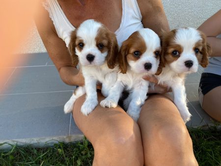 Vente – Chien / Chiot à vendre à Tercis Les Bains (40)