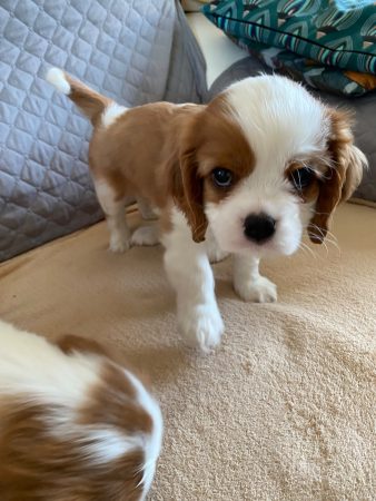 Vente – Chien / Chiot à vendre à Tercis Les Bains (40) (photo 3)